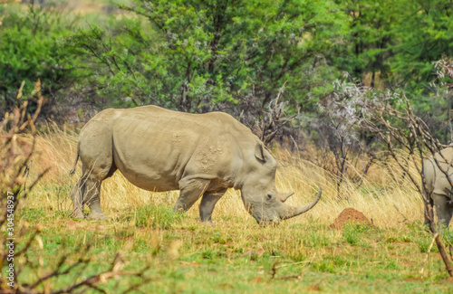 An isolated white Rhinoceros grazing in a nature reserve in South Africa