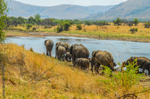 A big herd of elephants drinking water in a game reserve in Africa