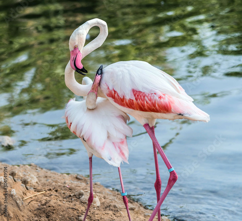 Caribbean pink flamingo at Ras al Khor Wildlife Sanctuary, a wetland reserve in Dubai, United Arab Emirates,