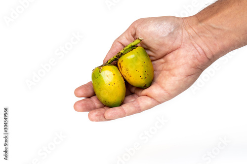 Hand holding palm fruits Peach palm (Bactris gasipaes) from Amazon Rainforest isolated on white background. Colorful and exotic peach palm is nutritious and delicious. Environment and health concept.