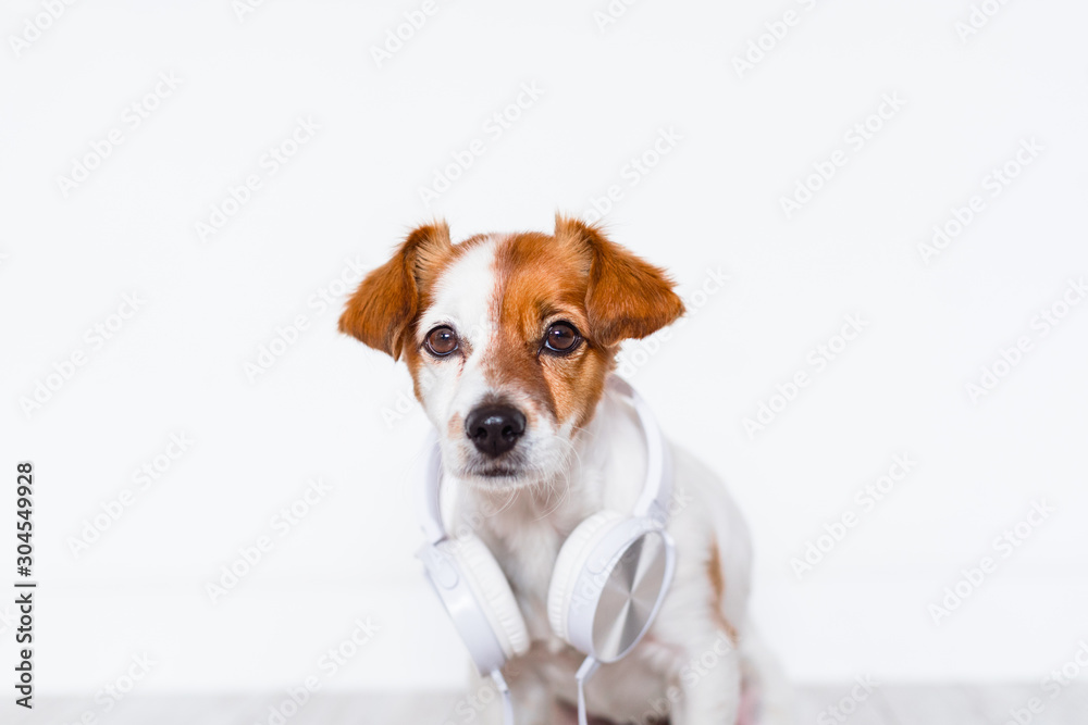 cute jack russell dog listening to music on headset at home