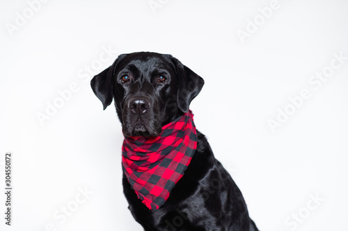 beautiful black labrador at home wearing a red and black plaid bandana