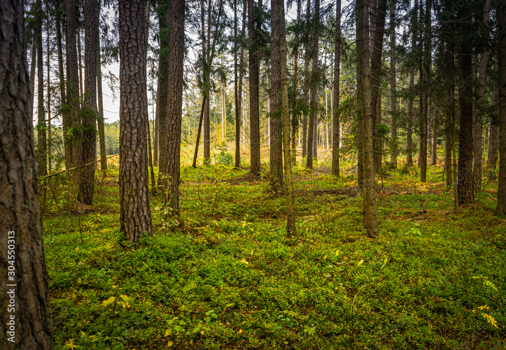 Beautiful natural view in a pine forest Beautiful natural view in a pine forest