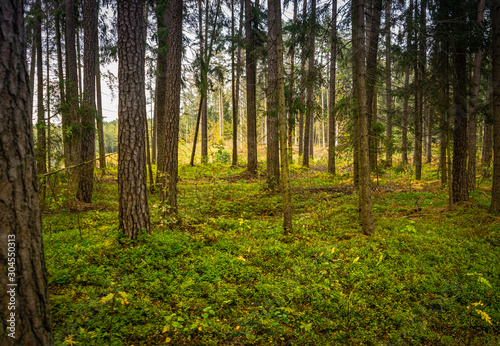 Beautiful natural view in a pine forest