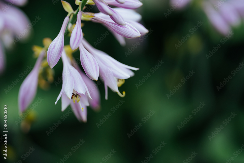 Fototapeta premium タチギボウシ