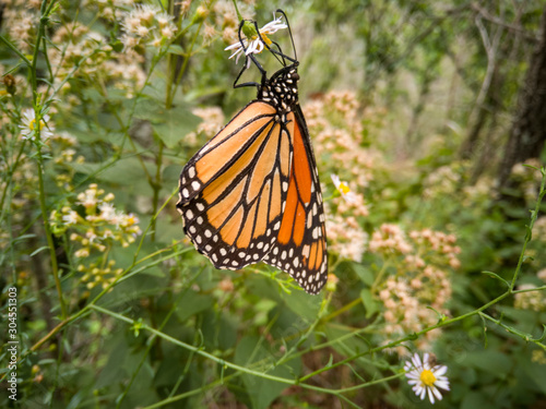butterfly on flower © jeronimoabel
