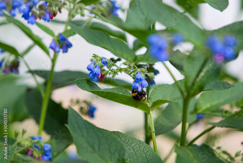 bumblebee sits on a blue flower © antonina