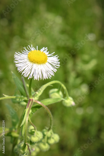 Single Aster Flower Blossom