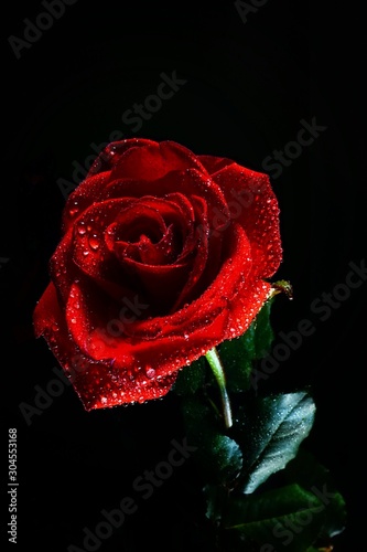 Fototapeta Naklejka Na Ścianę i Meble -  Red rose on a black background