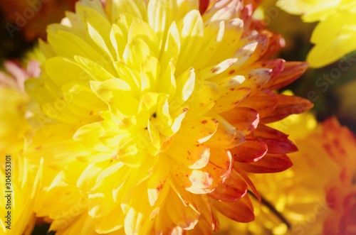 Beautiful autumn bright yellow chrysanthemum 