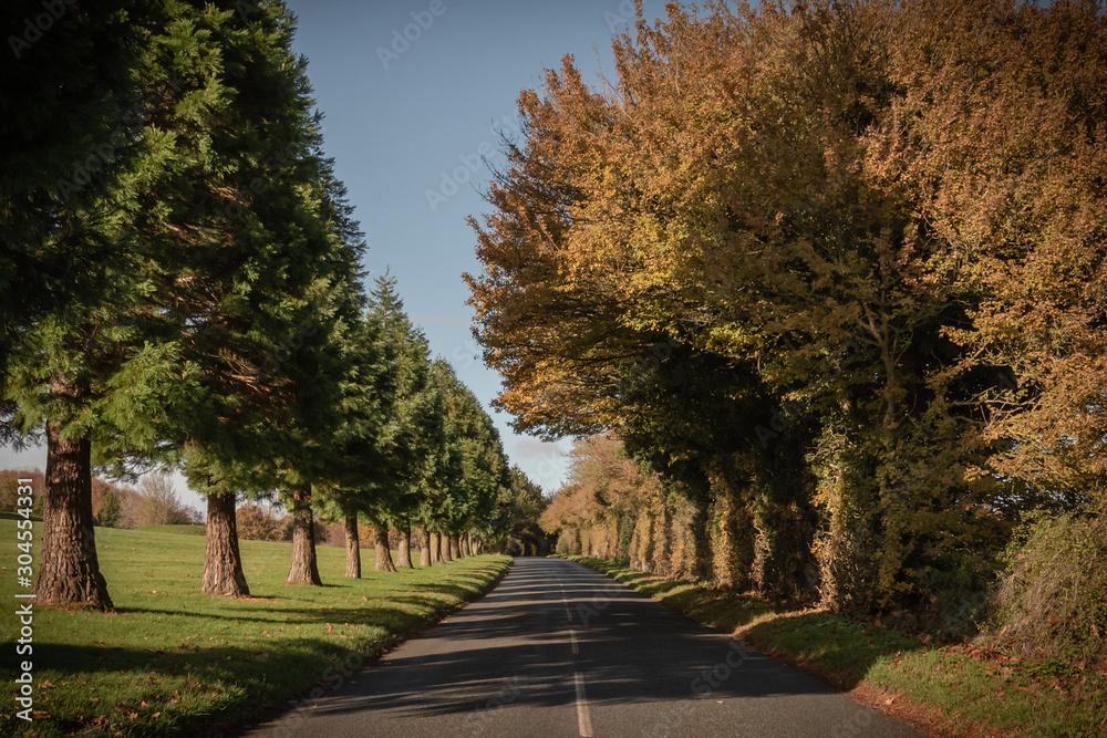 Fototapeta premium Golden days