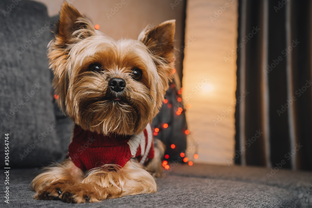 Yorkshire Terrier dog in a New Year's sweater with a garland Yorkshire Terrier dog in a New Year's sweater with a garland