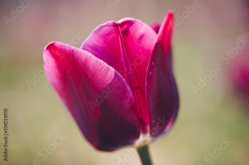 single pink tulip