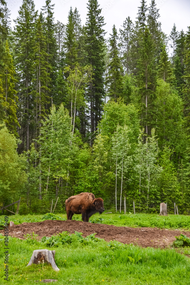 Brown buffalo standing in the middle of a muddy field with a forest in the background on a cloudy day. Brown buffalo standing in the middle of a muddy field with a forest in the background on a cloudy day.