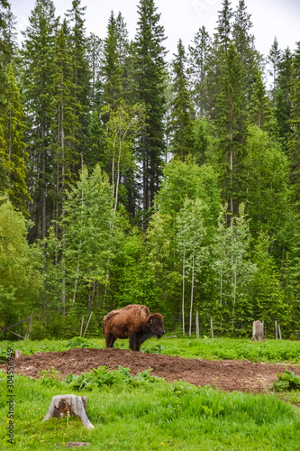 Brown buffalo standing in the middle of a muddy field with a forest in the background on a cloudy day.