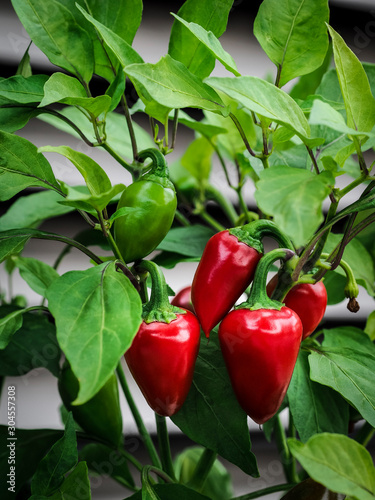 Ripe red pepper Jalapeno Early, Capsicum annuum on the bush.