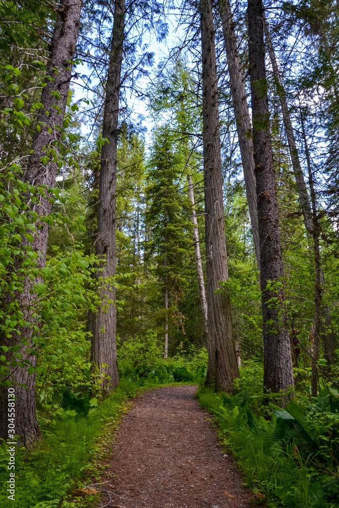 Rich textures fill the view with a pine covered gravel path wrapping through the forest, lined with vibrant green undergrowth and tall, dense pine trees.