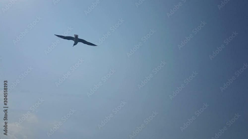 Seagull sailing in the sky. Super slow motion. Seagull sailing in the sky. Super slow motion.