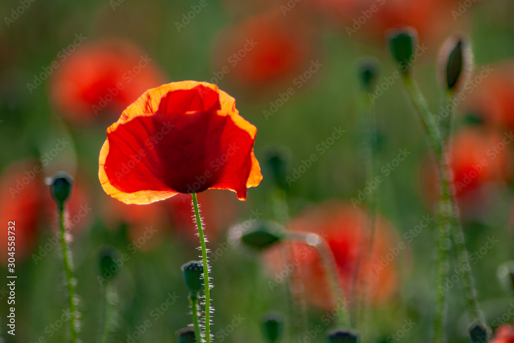 Obraz premium Maki na łące