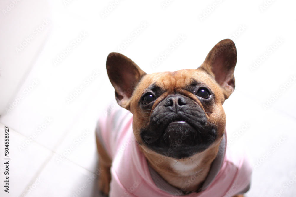 French Bulldog in white blackground with pink dress
