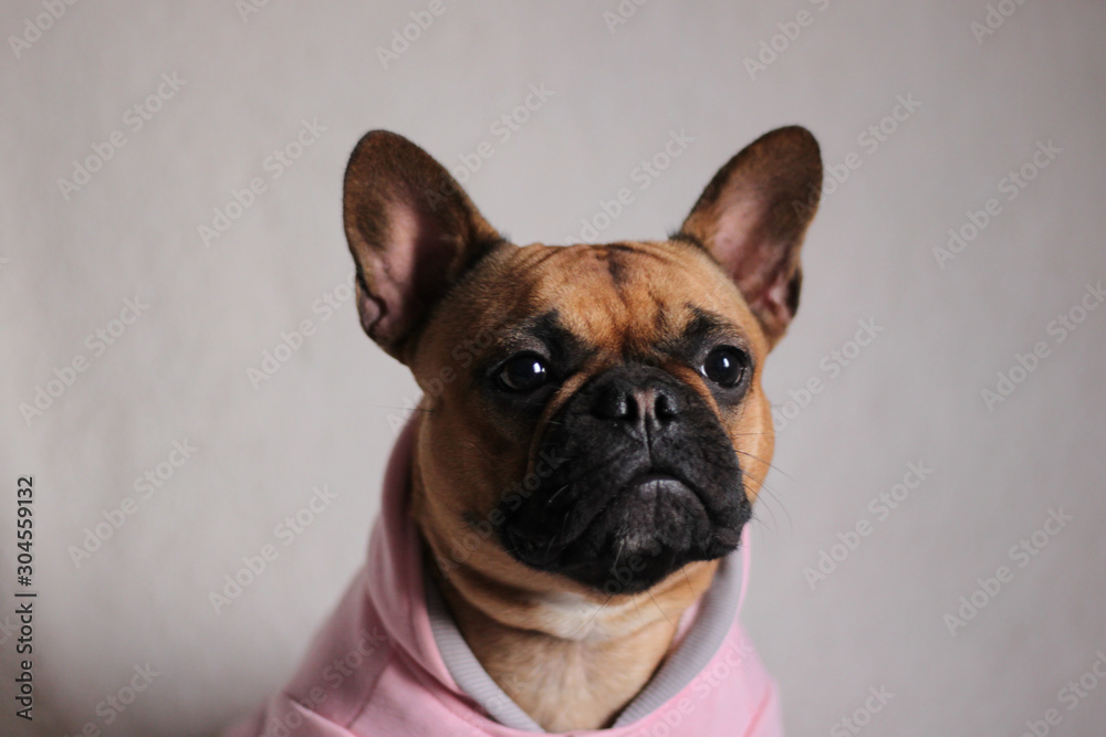 Happy French Bulldog with pink dress. White background