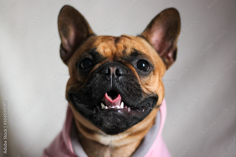 Close up happy French Bulldog with white background