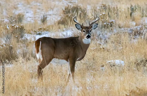 Fototapeta Naklejka Na Ścianę i Meble -  Whitetail of Wyoming
