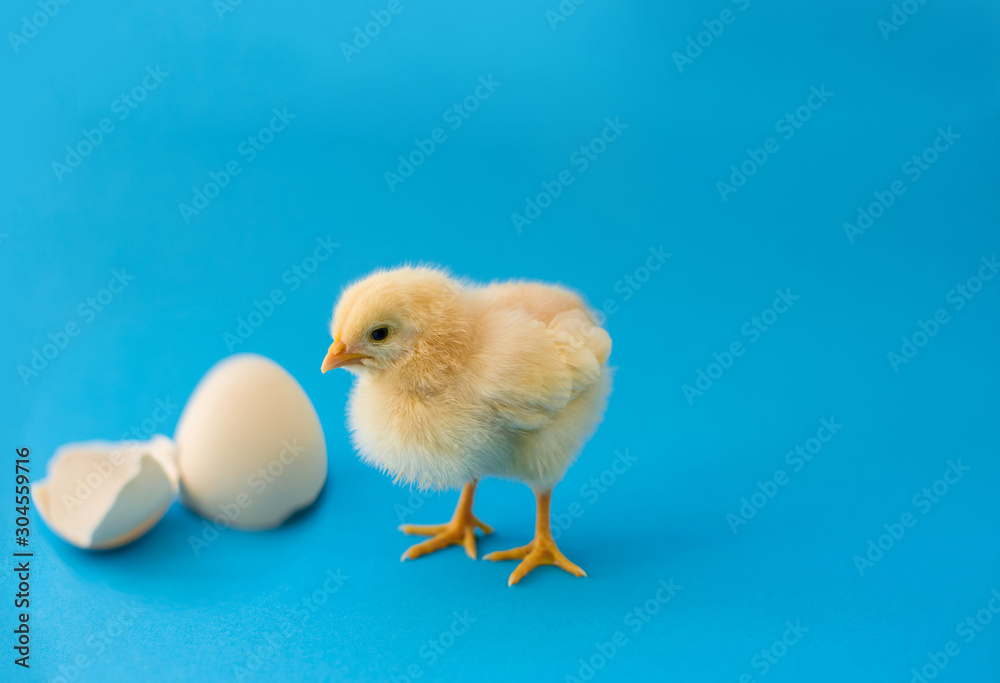 Newborn yellow chicken and broken eggs. Newborn yellow chicken and broken eggs.