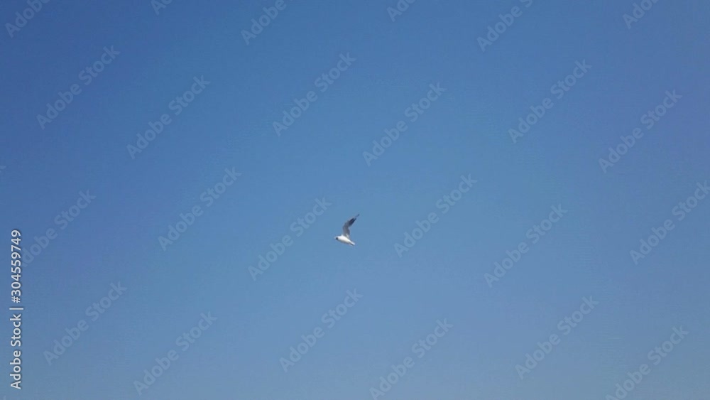 Seabird flying on the sky. Super slow motion. Seabird flying on the sky. Super slow motion.