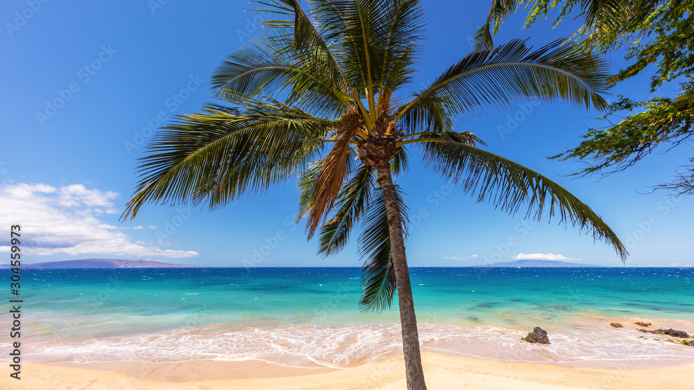 Coconut palm tree, turquoise Sea and White sandy beach