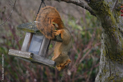 Hungry Squirrel © Jonathan