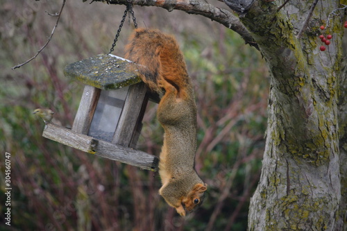 Hungry Squirrel © Jonathan