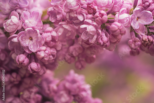 Fototapeta Naklejka Na Ścianę i Meble -  Lilac flowers macro