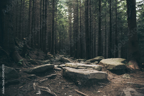 Fototapeta Naklejka Na Ścianę i Meble -  North scandinavian forest