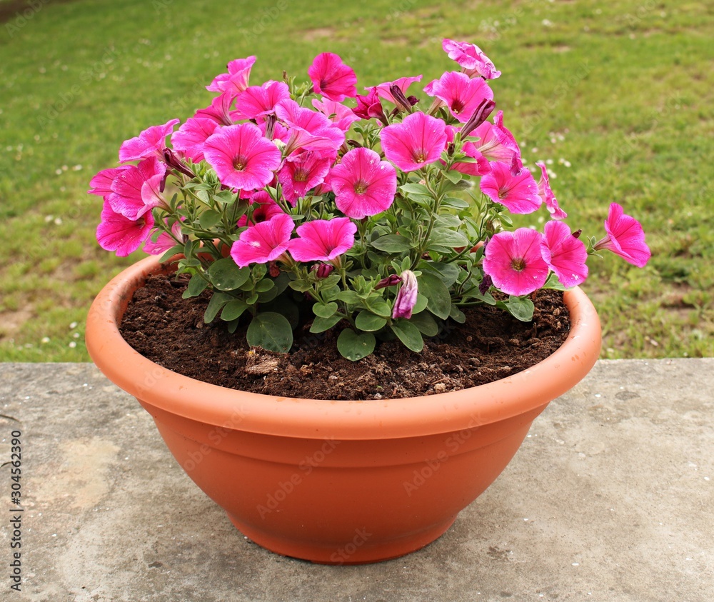 Phlox annuals beautiful pink delicate flowers in a small pot in the yard