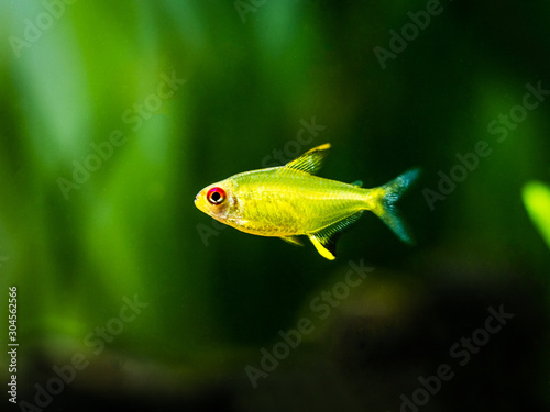 lemon tetra (Hyphessobrycon pulchripinnis ) in a fish tank photo