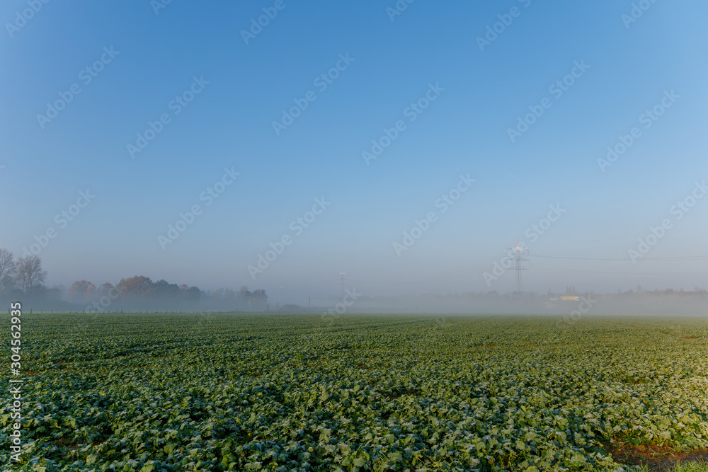 Tranquility sunny scenery of foggy and misty over agricultural and natural field in countryside area in morning. 