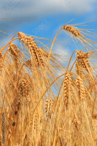 Golden wheat ear against blue summer sky