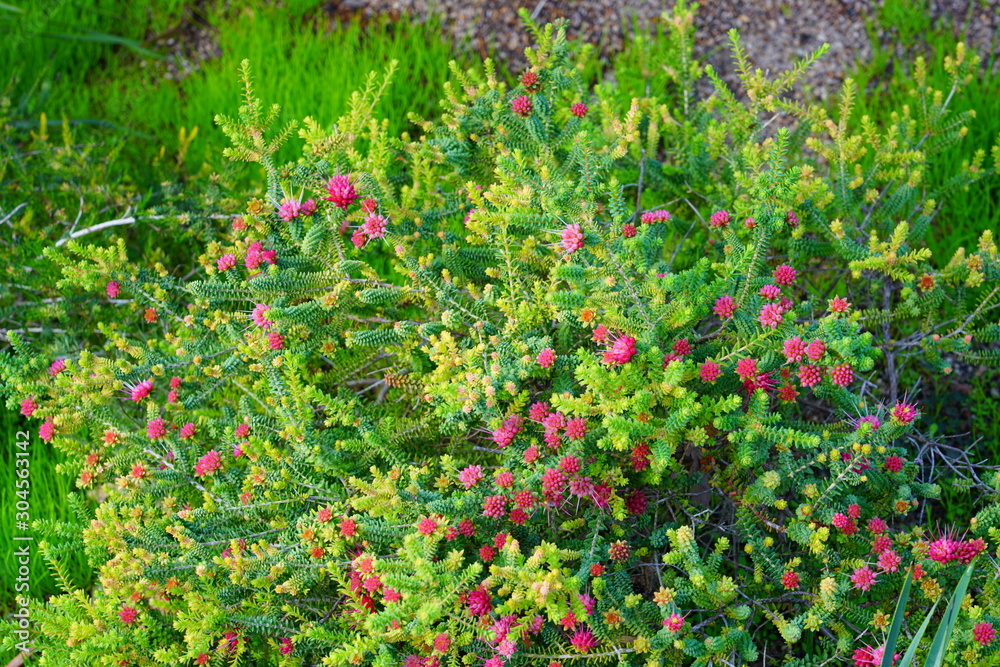 View of a pink Darwinia oldfieldii flower in Australia