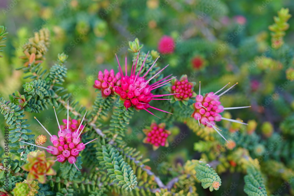 View of a pink Darwinia oldfieldii flower in Australia View of a pink Darwinia oldfieldii flower in Australia