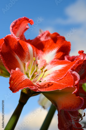 Winter flower big red and white Hippeastrum amaryllis close up photo