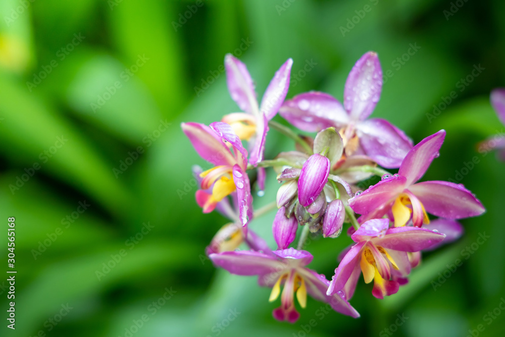 The background image of the colorful flowers The background image of the colorful flowers