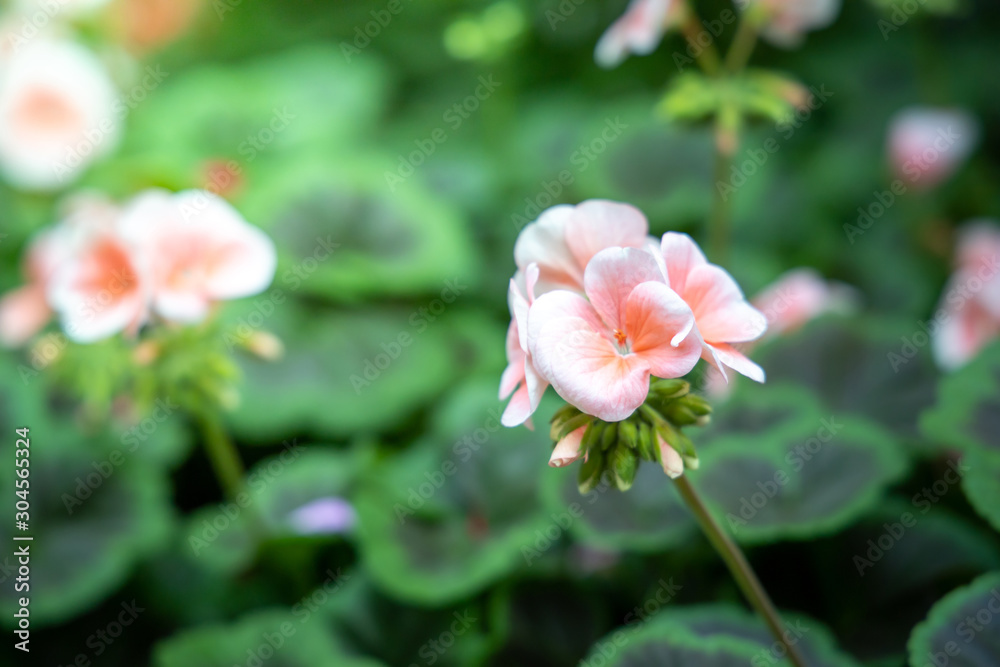 The background image of the colorful flowers The background image of the colorful flowers