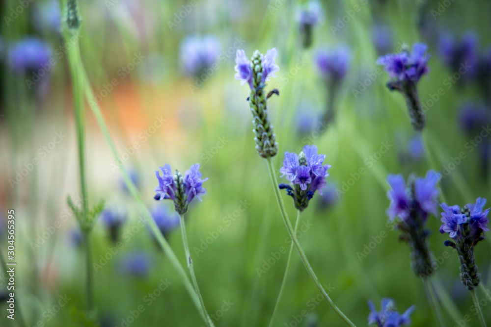 The background image of the colorful flowers