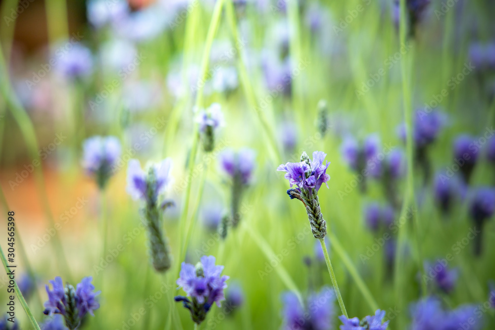 The background image of the colorful flowers The background image of the colorful flowers