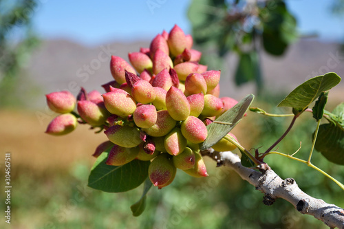 Pistachios on a tree branch in the Kharanagh region of Iran photo