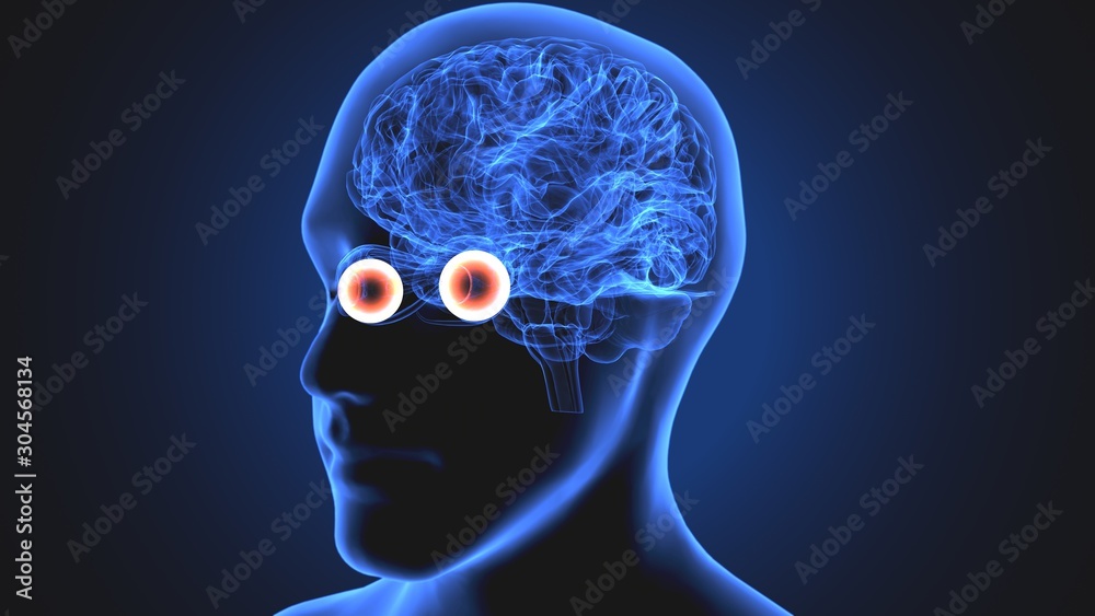 Obraz premium 3d illustration human body eye anatomy human body organ
