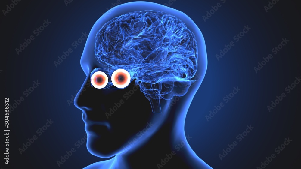 3d illustration human body eye anatomy human body organ 3d illustration human body eye anatomy human body organ