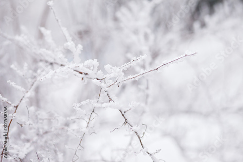 Frosty branches in hoarfrost. Winter mood. Frosty morning. Beauty of winter © Olga Mishyna