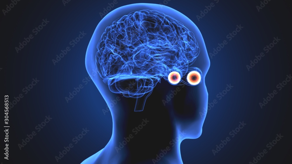 3d illustration human body eye anatomy human body organ 3d illustration human body eye anatomy human body organ